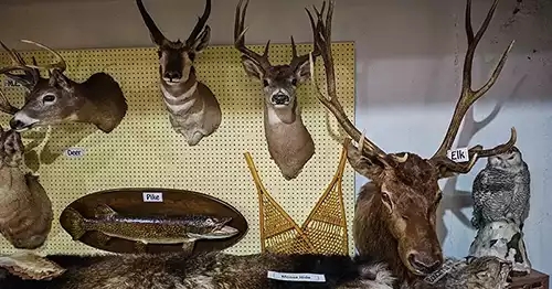 A taxidermy collection of wild animals found in Montana including elk, deer, moose, bobcats, etc. 