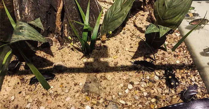 A variety of bugs in a live habitat with plants and soil. 