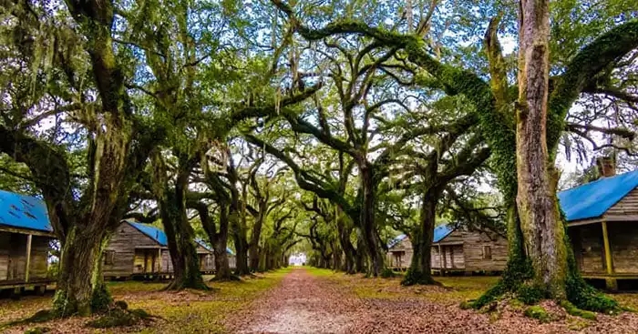 Double row of slave cabins with an alley of live oak trees.