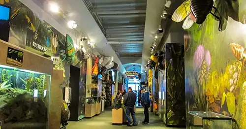 Long hallways with wall displays and enlarged insect models. 