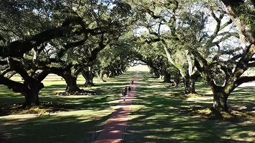 Two rows of live oak trees overhanging a walking path. 