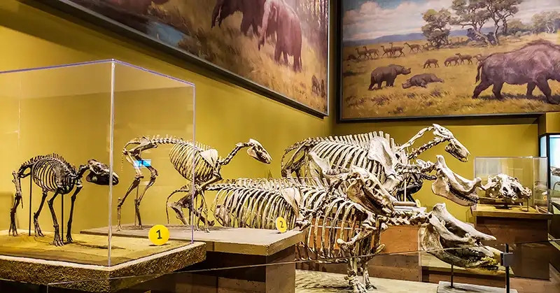 Skeletons found in North America showing the evolution of the horse