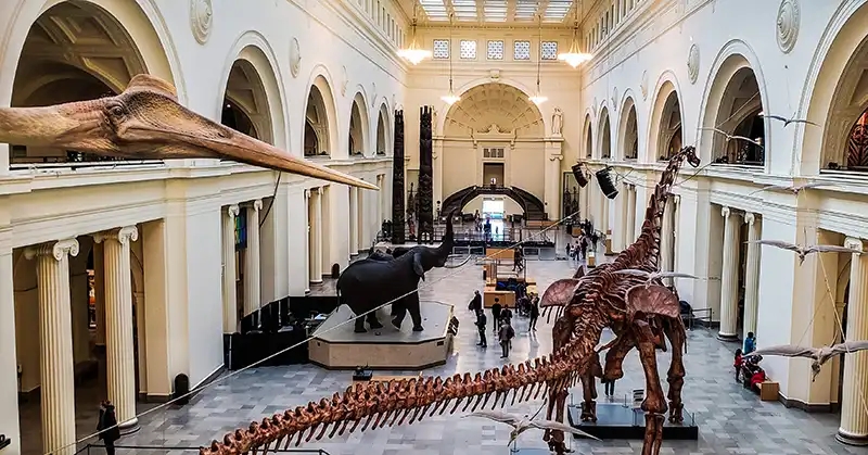 Maximo is a titanosaur dinosaur 122 ft across and 28 ft tall at the head. 