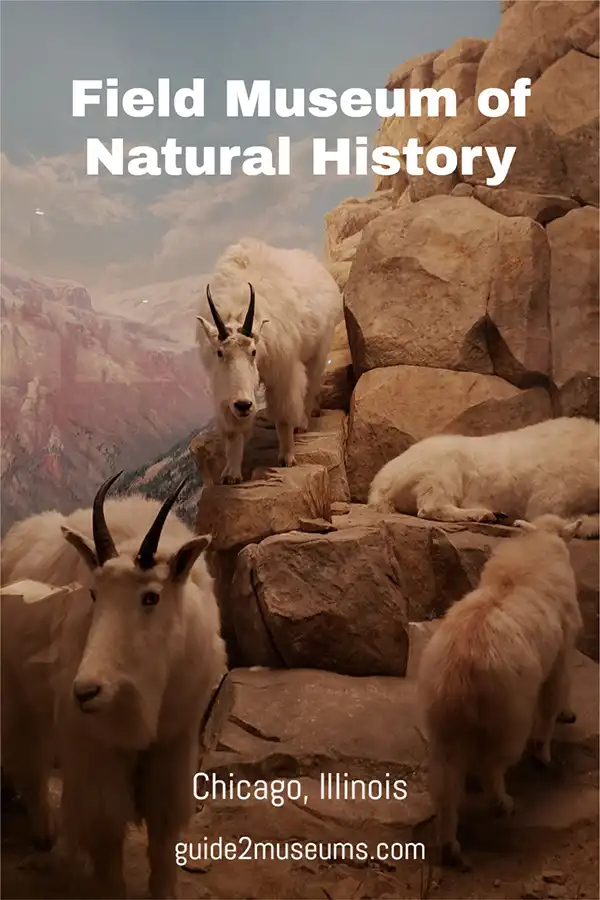 Field Museum exhibit of mountain goats climbing high peaks | #travel #US #museum #mountaingoats